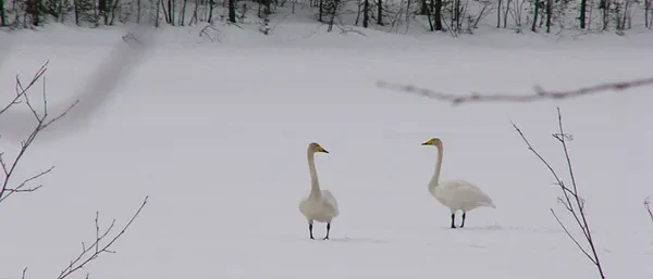 talvi tapahtuma 016_exported